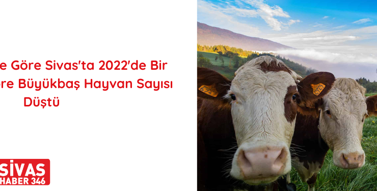 Sivas, En Fazla Büyükbaş Hayvan Varlığı Bulunan 10. İl Oldu