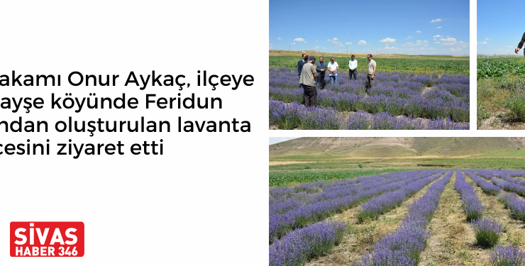 Kaymakam Aykaç, Lavanta Bahçesini Gezdi