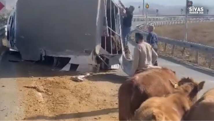 Sivas’ta Canlı Hayvan Taşıyan Araç Devrildi! 2 Hayvan  Telef Oldu