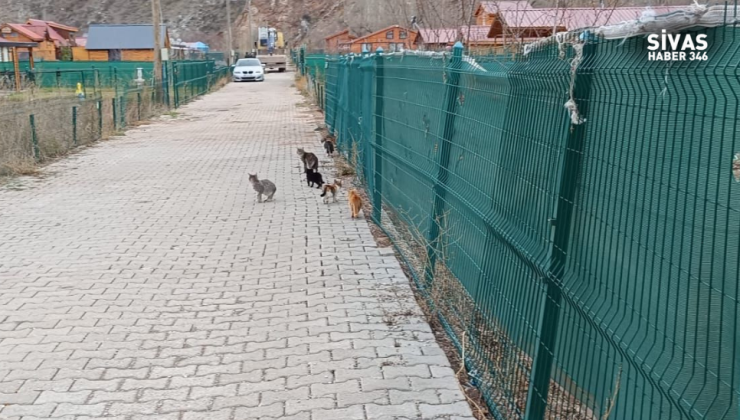 Sivas’ta  İç Sızlatan Görüntüler