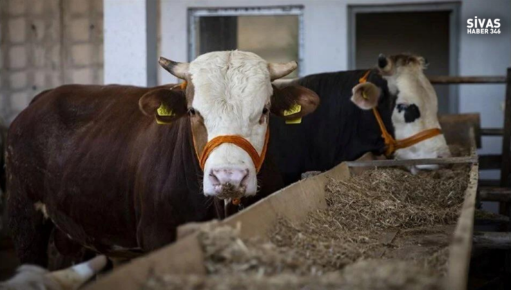 Sivas’ta Kurban Fiyatları Ne Kadar?