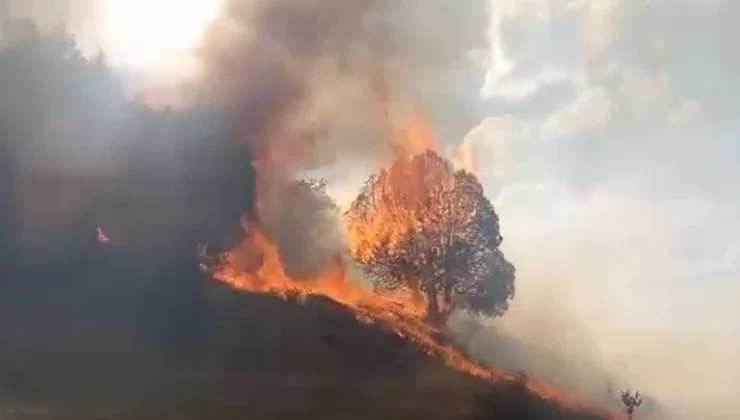 Sivas’ta Yangın, Ağaçlar Kül Oldu