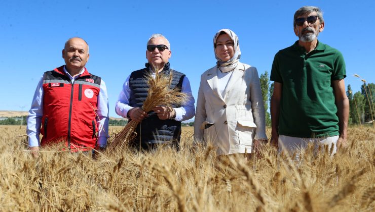 Sivas’ta Rekor Hasat: Çiftçinin Yüzü Gülüyor