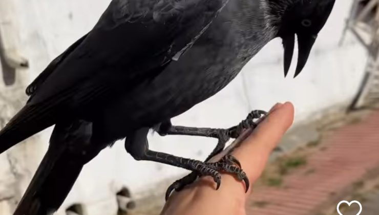 Sivas’ta üniversite öğrencisinin kargayla görüntüleri viral oldu