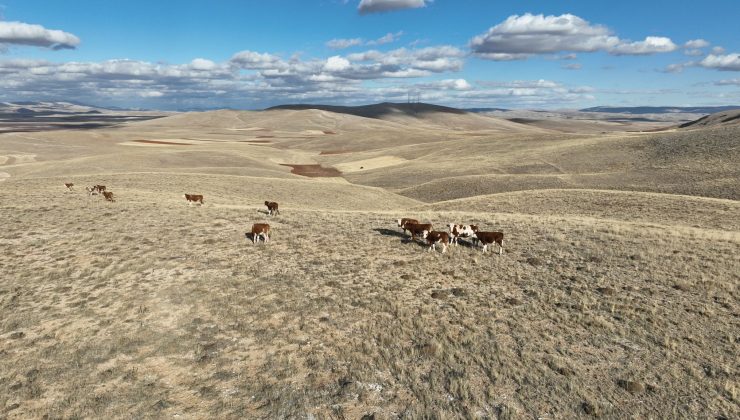 Sivas’ta Kaybolan Büyükbaş Hayvanlar Drone Yardımıyla Bulundu