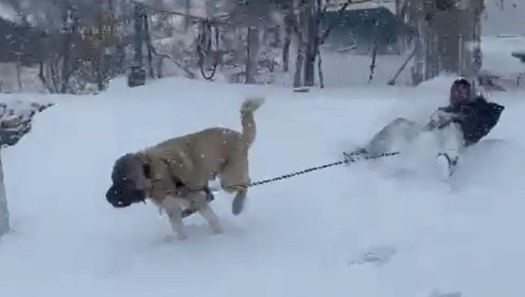Kangal köpeğiyle kayak yaptı