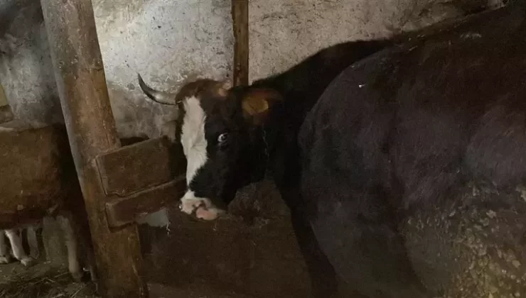 Sivas’ta Hayvancılıkla Geçinen Çiftçinin Ahırından İneklerini Çaldılar