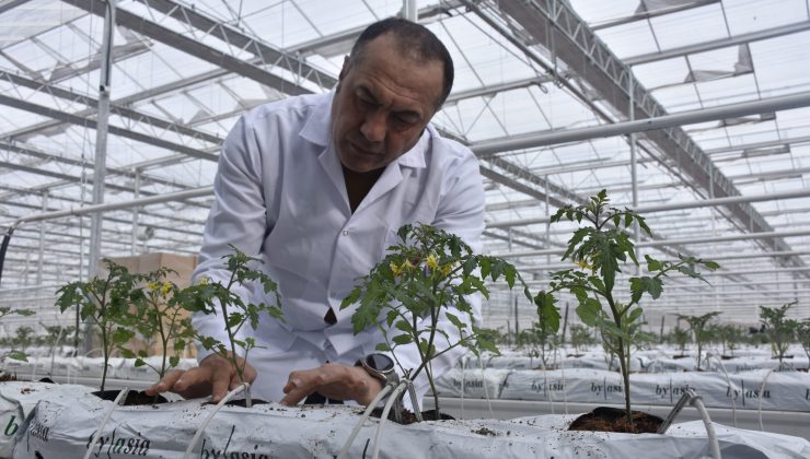 Düşük enerjiyle çalışan Sivas’ın en büyük cam serası ‘örnek’ olacak