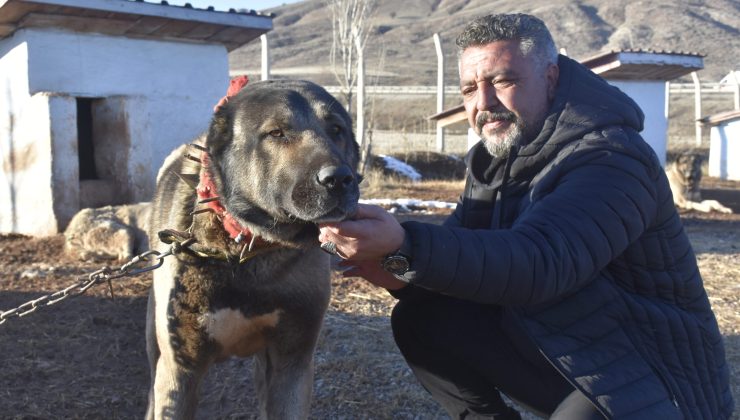Sivas’ta Safkan Kangal Aşkı Çiftliğe Dönüştü