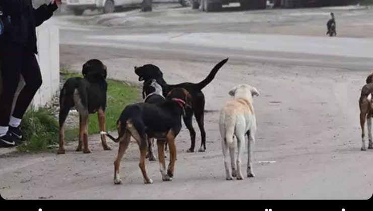 Sivas’ta Başıboş Sokak Köpekleri Toplanıyor: Güvenlik Önlemleri Artırıldı