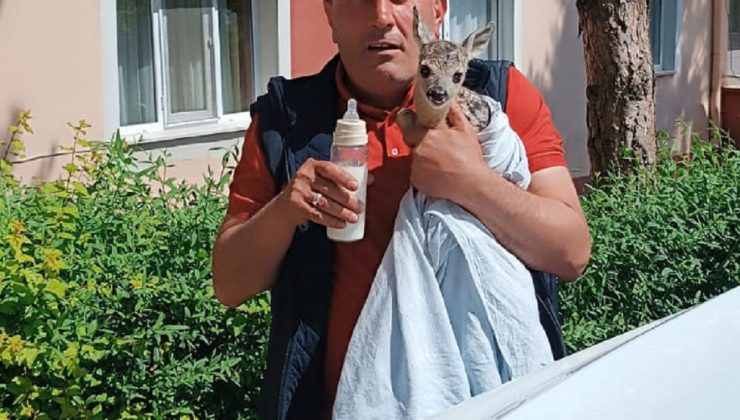 Sivas’ta Yavru Karaca Annesine Kavuştu