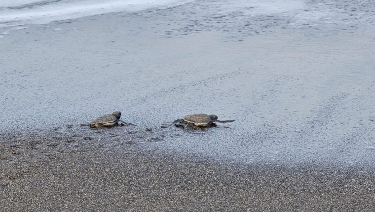 Sivaslı Akademisyenden Hatay’da Nesli Tehlikedeki Kaplumbağalara Destek