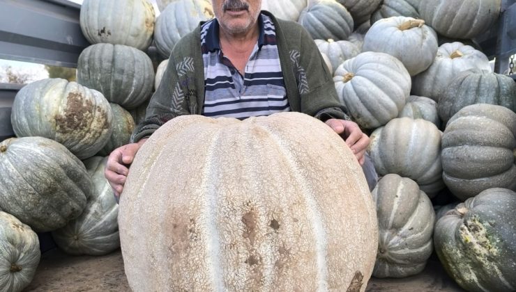Sivas’ta 51 Kilo 400 Gramlık Dev Kabak Görenleri Şaşırttı! 