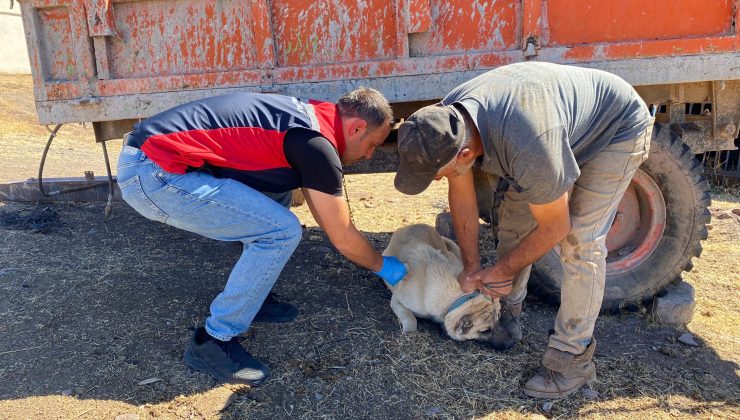 Sivas’ta Kuduz Aşısı ve Mikroçip Uygulaması Devam Ediyor