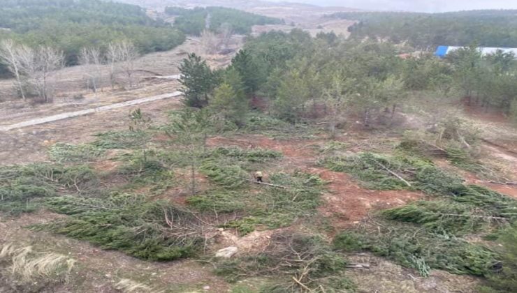 Sivas’ta Kent Ormanında Ağaç Kıyımı İddiası: Çok Sayıda Çam Ağacı Kesildi