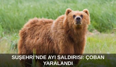 Sivas’ta Ayı Saldırısı: Çoban Yaralandı