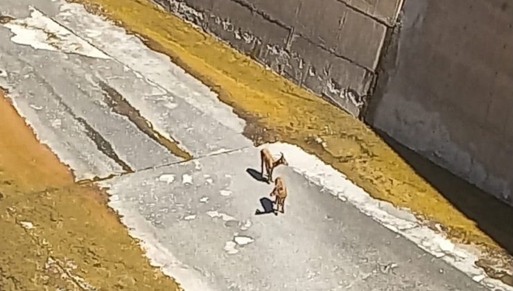 Sivas’ta Baraj Savağında Mahsur Kalan 3 Yaban Keçisi Kurtarıldı