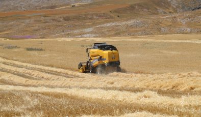 ŞARKIŞLA’DA HASAT SEZONU BAŞLADI: ÜRETİCİLERE BEREKET TEMENNİSİ