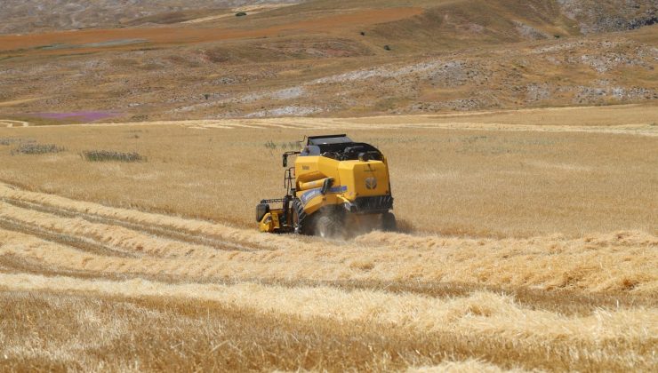 ŞARKIŞLA’DA HASAT SEZONU BAŞLADI: ÜRETİCİLERE BEREKET TEMENNİSİ