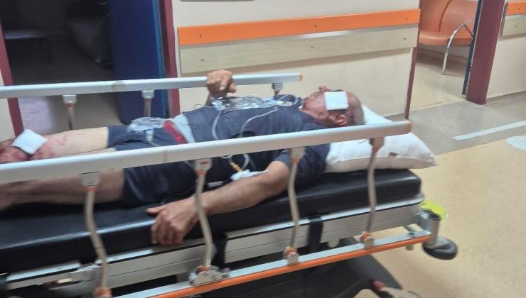 İmranlı’da Ayı Saldırısı: Bir Kişi Yaralandı