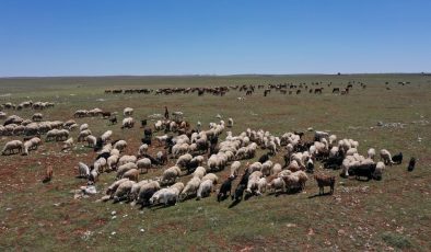 Karasu, Karaseki Düzü’ndeki Projeleri TBMM Gündemine Taşıdı
